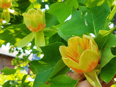 Liriodendron tulipifera - Amerikanischer Tulpenbaum